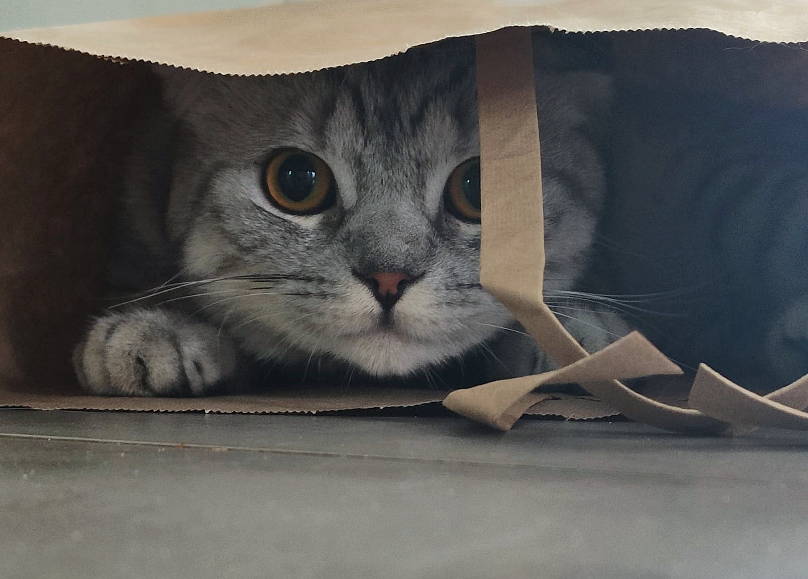 Katze in einer Papiertüte